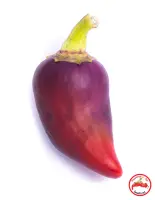 Oda Pepper