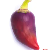 Oda Pepper