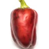 Oda Pepper