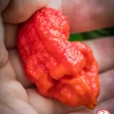 Fatalii Gourmet Jigsaw