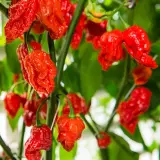 Fatalii Gourmet Jigsaw