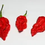 Fatalii Gourmet Jigsaw