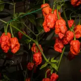 Fatalii Gourmet Jigsaw