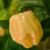 Pink Habanero