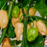 Chili Vault: SMOKED Pink Habanero - 10g Chili Flakes