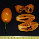 Rocoto, Turbo Pube (PI 585267)