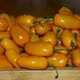 Rocoto, Turbo Pube (PI 585267)