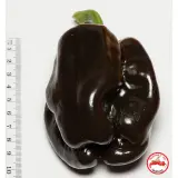 Ancho Poblano