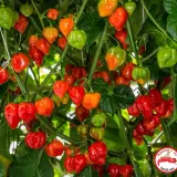 Habanero, Caribbean Red