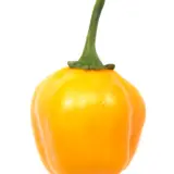 Aji Jobito