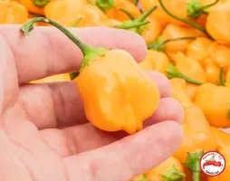 Aji Mango