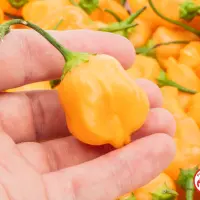 Aji Mango