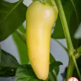 Jalapeno, White