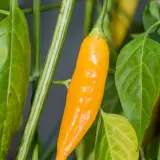 Aji Habanero