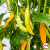 Aji Habanero