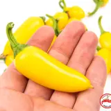 Jalapeno, Lemon Spice