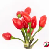 Pimenta Morango