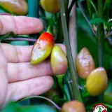 Pimenta Morango