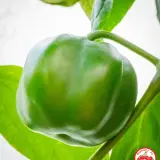 Chili Vault: SMOKED Rocoto - 10g Chili Flakes