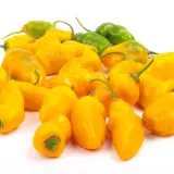 Rocoto, Yellow Grande