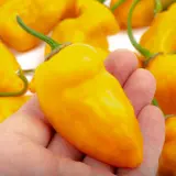 Rocoto, Yellow Grande