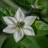 Jalapeno, Farmer’s Market Potato