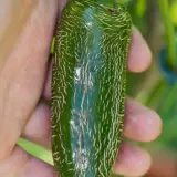 Jalapeno, Farmer’s Market Potato