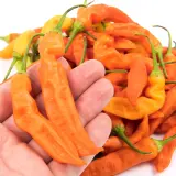 Aji Amarillo