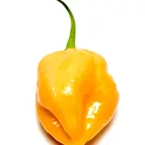 Pink Habanero