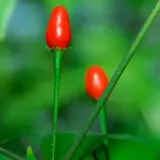 Purple Flowered Chacoense