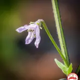 Purple Flowered Chacoense