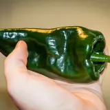 Ancho Poblano