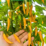 Aji Habanero