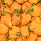 Habanero, West Indian Yellow