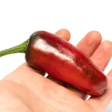 Jalapeno, Mucho Nacho