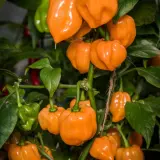 Habanero, Orange