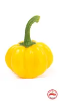 Thay Pumpkin Yellow