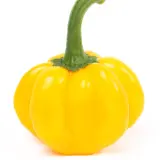 Hot Halloween (Seed Kit)