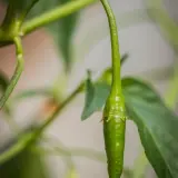 Aji Guyana