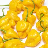 7pot Brain Strain Yellow