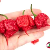 Carolina Reaper Chili Mill 10g