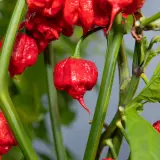 Carolina Reaper