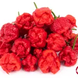 Carolina Reaper