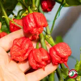 Carolina Reaper