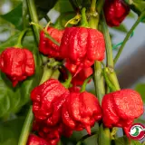 Fatalii’s Chili Seed Advent Calendar (Limited 2023 Edition)