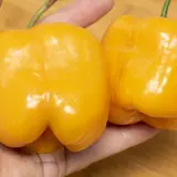 Rocoto, Riesen Yellow