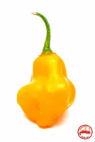 Aji Fantasy, Orange