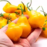 Aji Fantasy, Orange