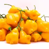 Aji Fantasy, Orange