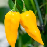 Fatalii